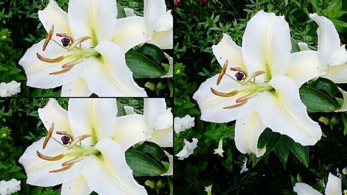 Close-up of white flowers