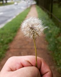 Close-up of hand holding dandelion flower