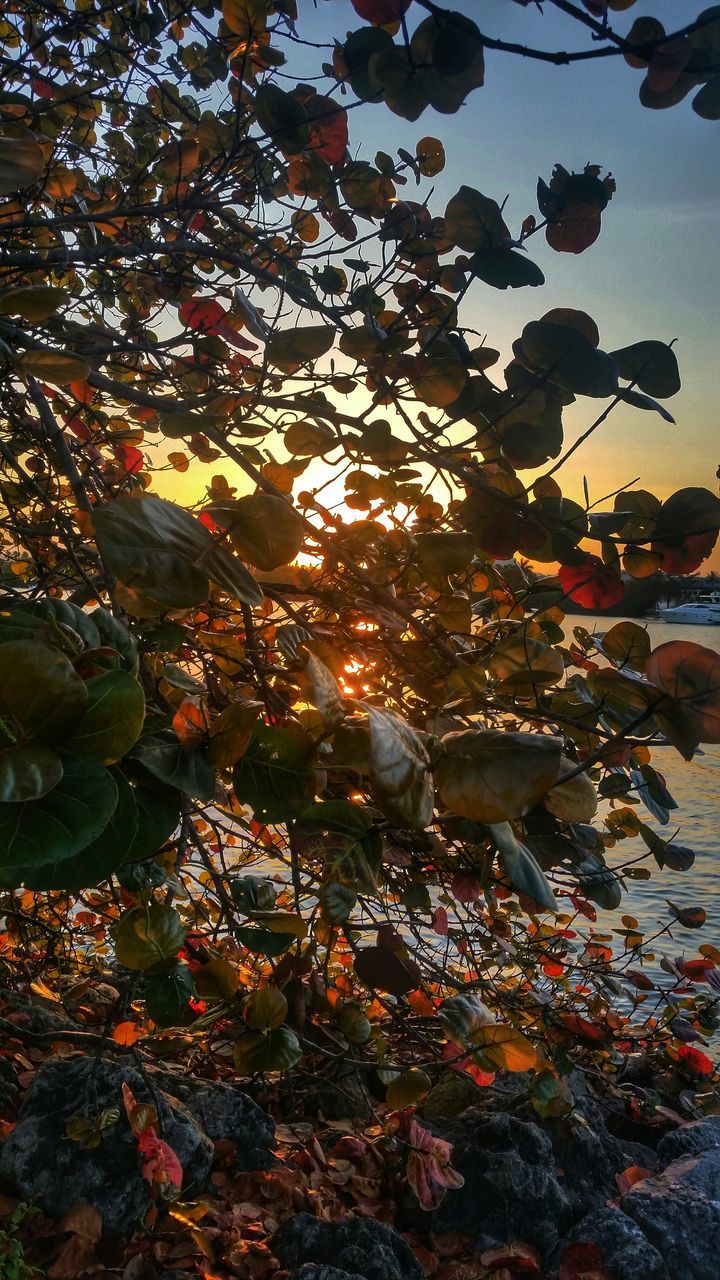 tree, autumn, change, leaf, season, nature, high angle view, illuminated, sunlight, outdoors, street light, lighting equipment, sky, low angle view, tranquility, day, branch, street, no people, abundance