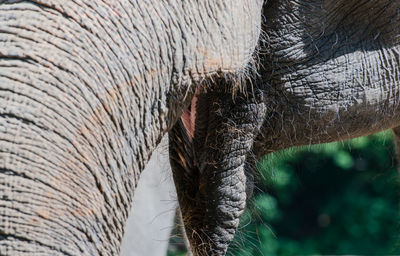 Asian elephant in closeup