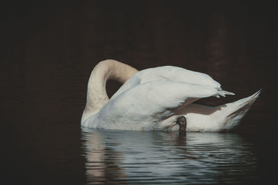 Swan swimming in a lake