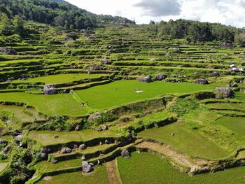 Scenic view of agricultural field