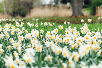 Close-up of flowering plants on field