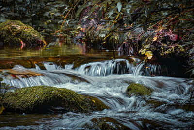 Scenic view of river stream in forest