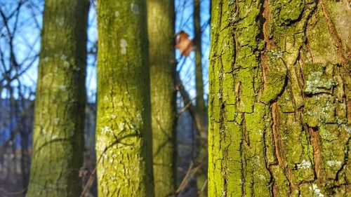 Close-up of tree trunk in forest