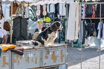 Man sitting in market stall for sale