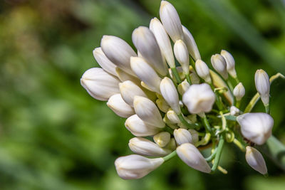 Close-up of white flowering plant