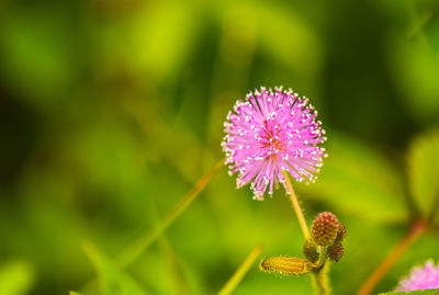 Close-up of pink flowering plant