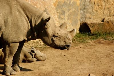 Close-up of rhinoceros