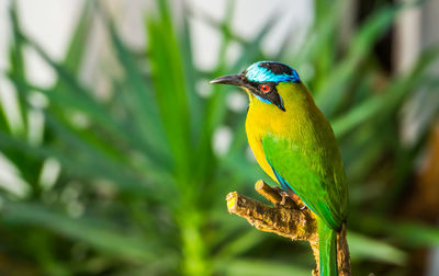 Close-up of bird perching on plant