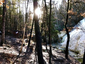 Sunlight streaming through trees in forest