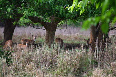 Trees on field in forest