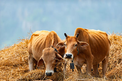 Full length of cows standing on hay