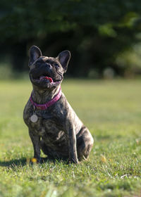 Portrait of dog on field