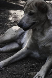 Close-up of dog resting