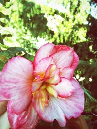 Close-up of pink flower