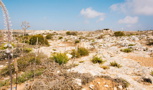 Plants growing in desert