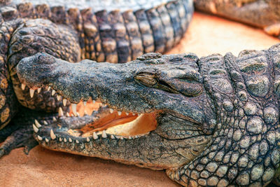 Close-up of crocodile in zoo