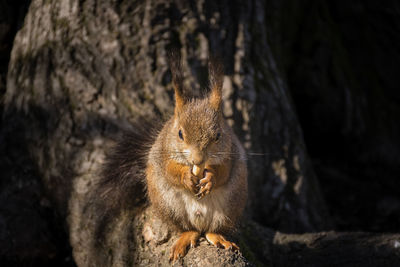 Close-up of squirrel on rock