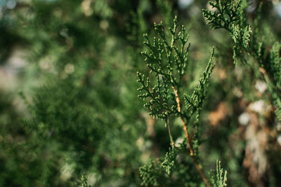 Thuja occidentalis green christmas xmas branch background. thuja plicata, western red cedar