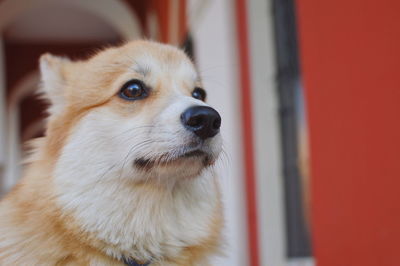 Welsh corgi pembroke
