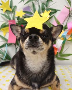 Close-up of dog with star shape decoration