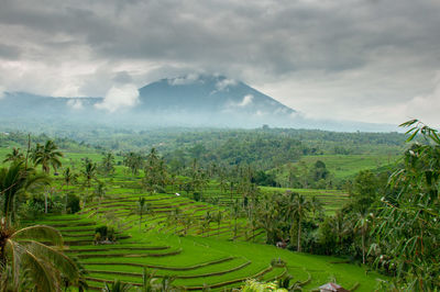 Scenic view of agricultural field against sky