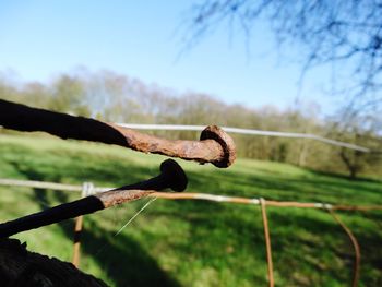 Close-up of rusty nails on fence at field