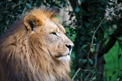 Close-up of lioness