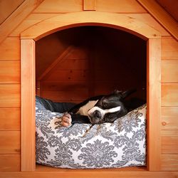 High angle view of puppy sleeping on bed