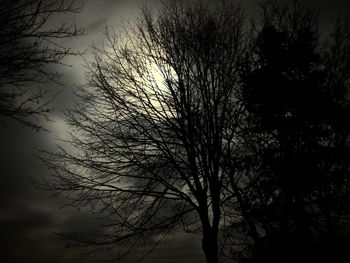 Low angle view of silhouette bare trees against sky