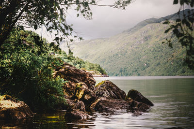 Scenic view of river in forest