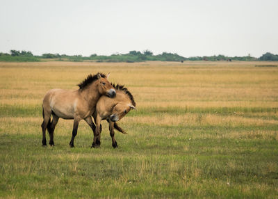 Horses on field against clear sky