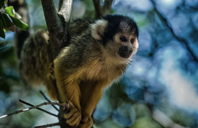 Squirrel monkey - saimiri on a tree branch