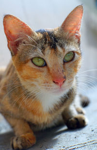 Close-up portrait of a cat