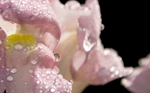 Macro shot of water drops on pink flower