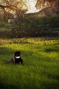 View of cat sitting on field