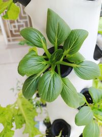 Close-up of potted plant