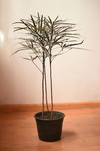 Close-up of potted plant on table against wall