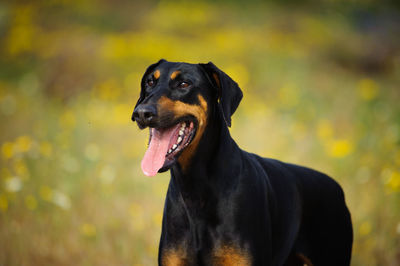 Doberman pinscher on field