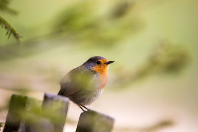 Close-up of bird perching on plant