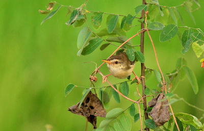 Close-up of a bird perching on green plant