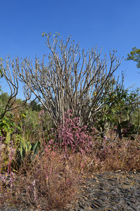 View of flowering plants against clear sky