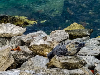 Turtle on rock at beach