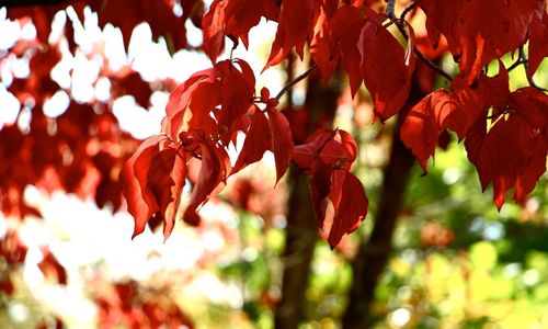 Close-up of maple leaves