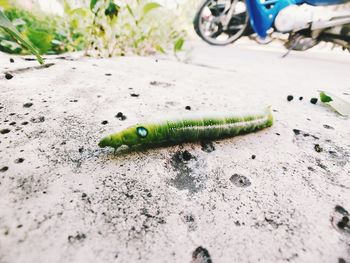 Close-up of insect on a surface