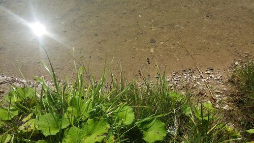 High angle view of grass growing on land