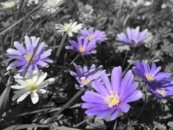 Close-up of purple flowers