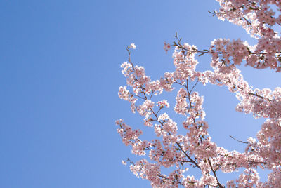 Low angle view of cherry blossom against blue sky