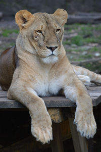 Close-up portrait of a lion